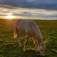JUNE COUCHER DE SOLEIL