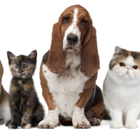 Animaux de compagnie 1