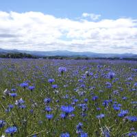 Champ bleute merveille de la nature